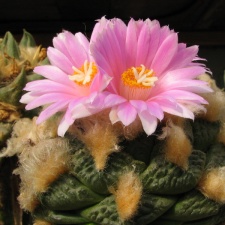 roseocactus fissuratus 4