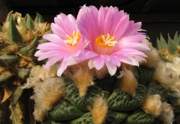 roseocactus fissuratus 4