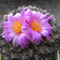 roseocactus kotch  elephantidens