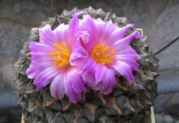 roseocactus kotch  elephantidens