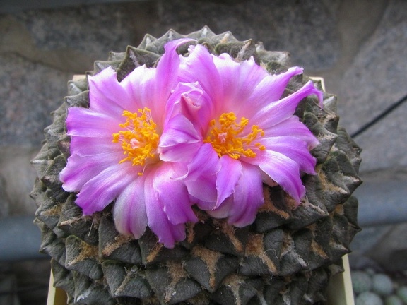 roseocactus kotch  elephantidens