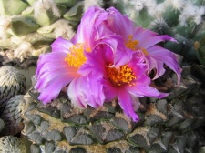 roseocactus kotch  elephantidens 3