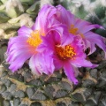 roseocactus kotch  elephantidens 3