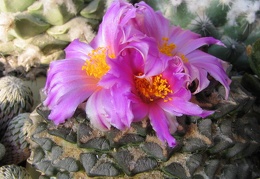 roseocactus kotch  elephantidens 3