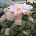 roseocactus lloydii