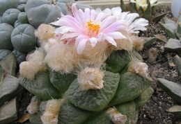 roseocactus lloydii