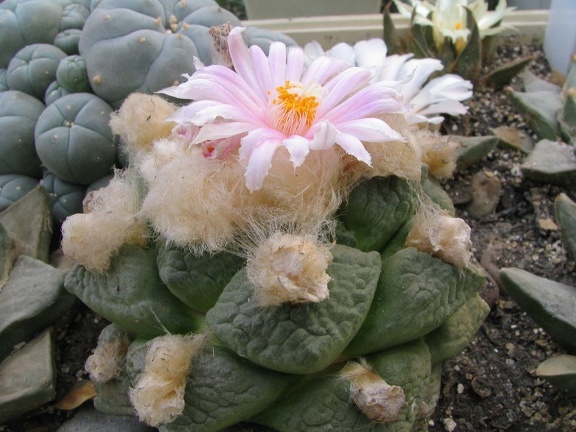 roseocactus lloydii (4236 відвідувань) roseocactus lloydii