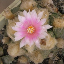 roseocactus lloydii 1