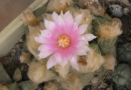 roseocactus lloydii 1