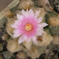 roseocactus_lloydii_1.jpg