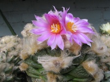 roseocactus lloydii 3