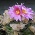 roseocactus lloydii 3