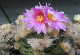 roseocactus lloydii 3