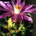 Ariocarpus scapharostrus