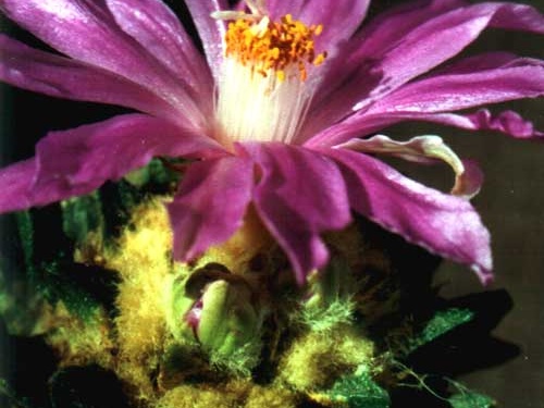 Ariocarpus scapharostrus