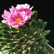 Ariocarpus scapharostrus