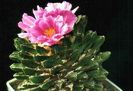 Ariocarpus scapharostrus