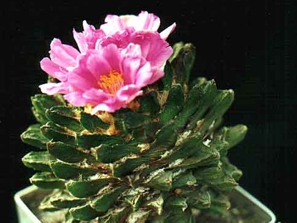 Ariocarpus scapharostrus