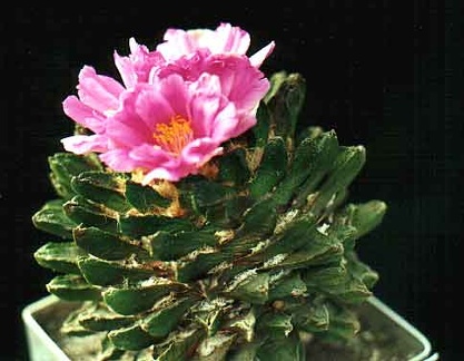 Ariocarpus scapharostrus