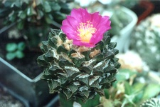 Ariocarpus scapharostrus