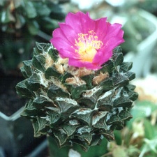 Ariocarpus scapharostrus