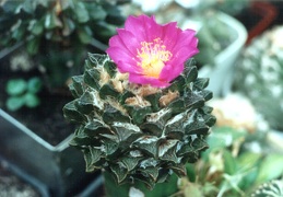 Ariocarpus scapharostrus