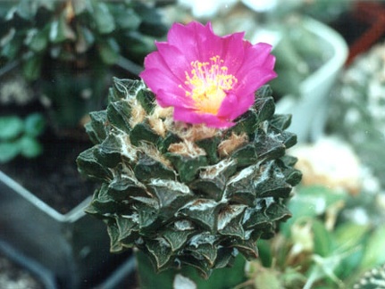 Ariocarpus scapharostrus