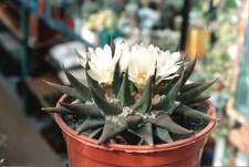 Ariocarpus trigonus v.elongatus