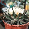 Ariocarpus trigonus v.elongatus