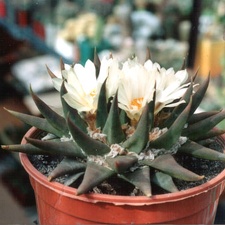 Ariocarpus trigonus v.elongatus