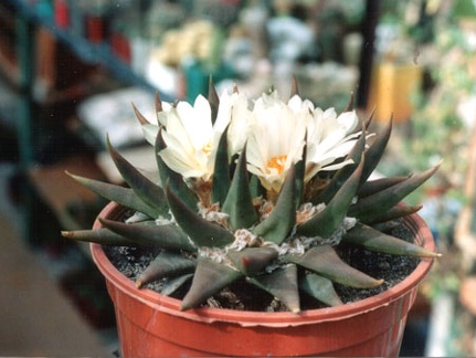 Ariocarpus trigonus v.elongatus