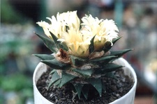 Ariocarpus trigonus v.minor