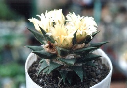 Ariocarpus trigonus v.minor