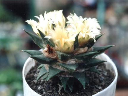 Ariocarpus trigonus v.minor