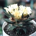 Ariocarpus trigonus v.minor