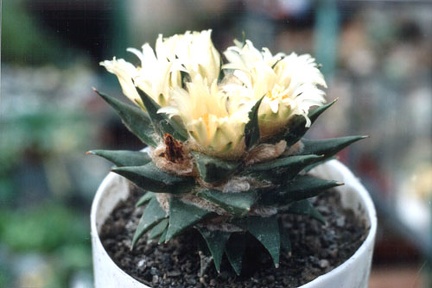 Ariocarpus trigonus v.minor