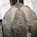 Astrophytum myriostigma cv.‘Onzuka’ 29 