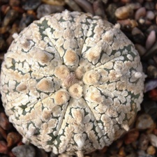 Astrophytum asterias cv. ‘Super Kabuto’ 057