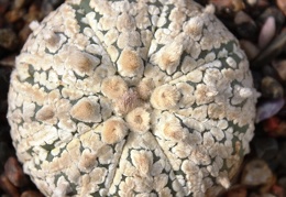 Astrophytum asterias cv. ‘Super Kabuto’ 057