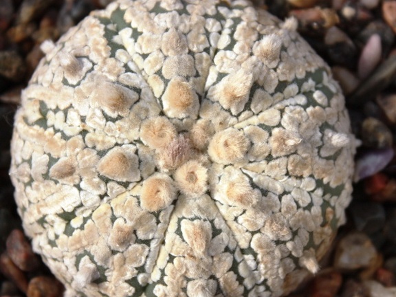 Astrophytum asterias cv. ‘Super Kabuto’ 057