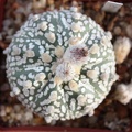 Astrophytum asterias cv. ‘Super Kabuto’ 058
