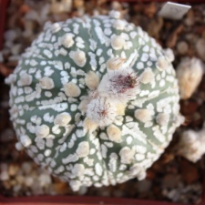 Astrophytum asterias cv. ‘Super Kabuto’ 058