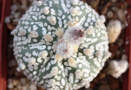 Astrophytum asterias cv. ‘Super Kabuto’ 058