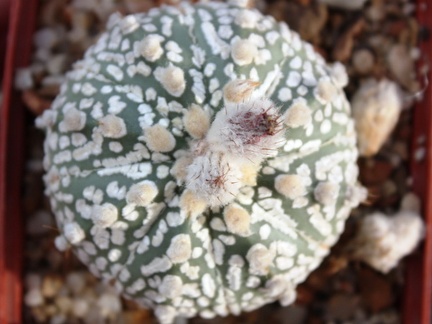Astrophytum asterias cv. ‘Super Kabuto’ 058