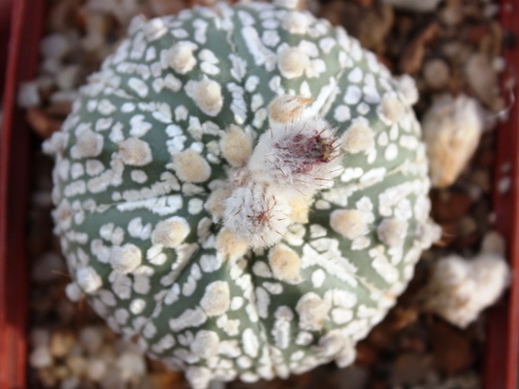 Astrophytum asterias cv. ‘Super Kabuto’ 058