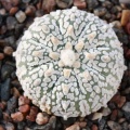 Astrophytum asterias cv. ‘Super Kabuto’ 071