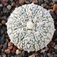 Astrophytum asterias cv. ‘Super Kabuto’ 071