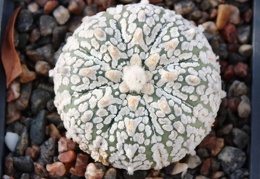 Astrophytum asterias cv. ‘Super Kabuto’ 071