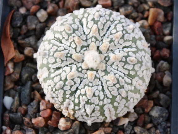 Astrophytum asterias cv. ‘Super Kabuto’ 071