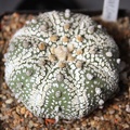 Astrophytum asterias cv. ‘Super Kabuto’ 081